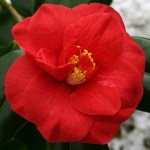 Camellia japonica 'Mars'