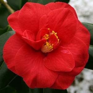 Camellia japonica 'Mars'