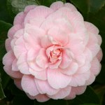 Camellia japonica 'Martha Brice'