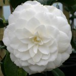 Camellia japonica 'Mary Alice Cox'