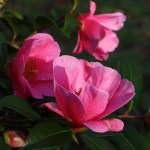 Camellia x williamsii 'Mary Christian'