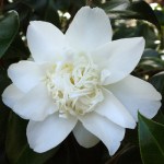 Camellia japonica 'Mary Costa'