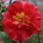 Camellia japonica 'Mary J. Wheeler'