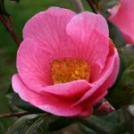 Camellia x williamsii 'Mary Jobson'