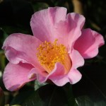 Camellia x williamsii 'Mary Larcom'