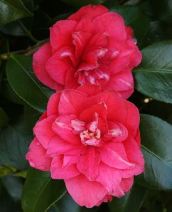 Camellia japonica 'Mary Margaret'