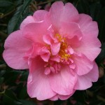 Camellia x williamsii 'Mary Phoebe Taylor'