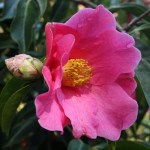 Camellia reticulata 'Mary Williams'