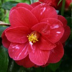 Camellia japonica 'Masayoshi'