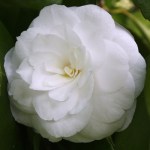 Camellia japonica 'Masterpiece'