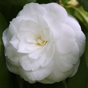Camellia japonica 'Masterpiece'