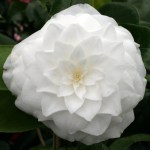 Camellia japonica 'Mathotiana Alba'