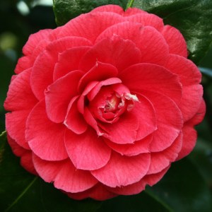 Camellia japonica 'Mathotiana Rubra'