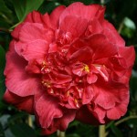 Camellia japonica 'Mathotiana Supreme'