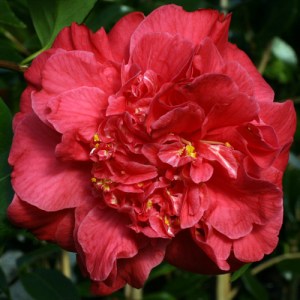 Camellia japonica 'Mathotiana Supreme'