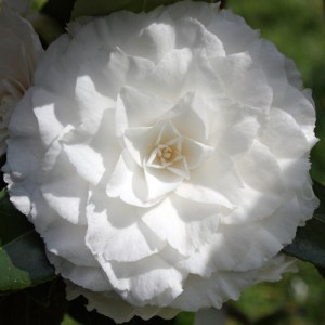 Camellia japonica 'Matterhorn'
