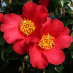 Camellia japonica 'Mattie Cole'