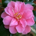 Camellia 'Maud Messel'