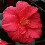Camellia japonica 'Mercury'
