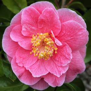 Camellia japonica 'Mermaid'