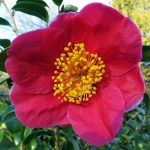 Camellia japonica 'Merry Christmas'