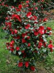 Camellia japonica 'Midnight'