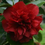 Camellia japonica 'Midnight Magic'
