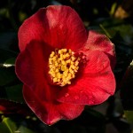 Camellia japonica 'Midnight Serenade'