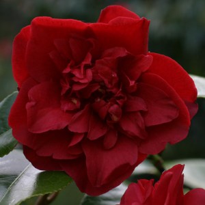 Camellia japonica 'Midnight'