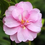 Camellia sasanqua 'Mignonne'