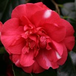 Camellia japonica 'Mikenjaku'