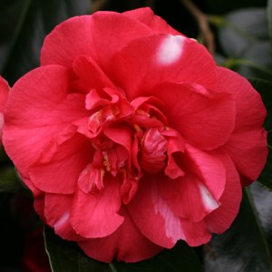 Camellia japonica 'Mikenjaku'