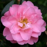 Camellia x williamsii 'Mildred Veitch'