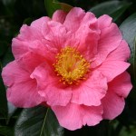 Camellia 'Milo Rowell'