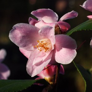 Camellia 'Minato-no-akebono'