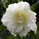 Camellia sasanqua 'Mine-no-yuki'
