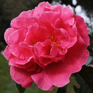 Camellia reticulata 'Ming Temple'