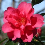 Camellia x williamsii 'Mirage'