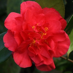 Camellia japonica 'Miss Charleston'