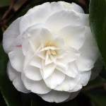 Camellia japonica 'Miss Lyla'