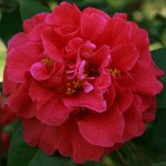 Camellia reticulata 'Miss Tulare'