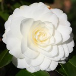 Camellia japonica 'Miss Universe'