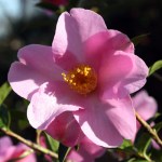 Camellia x williamsii 'Moira Reid'