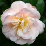 Camellia japonica 'Mollie Moore Davis'