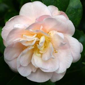 Camellia japonica 'Mollie Moore Davis'