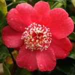 Camellia japonica 'Momijigari' (Higo)