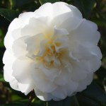 Camellia japonica 'Mona Lisa'