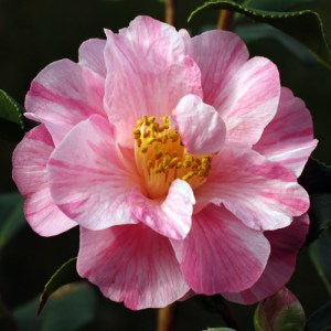 Camellia x williamsii 'Monica Dance'
