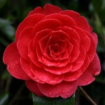 Camellia japonica 'Monsieur Faucillon'