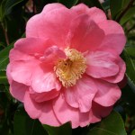 'Camellia japonica 'Monte Carlo'
